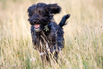 Bordoodle dog puppy running in the park