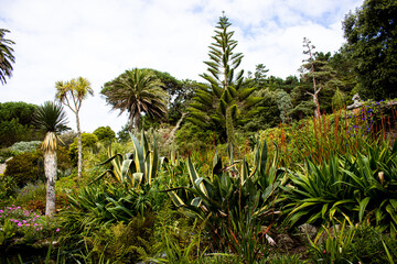 Tropical gardens on Tresco in the Isles of Scilly