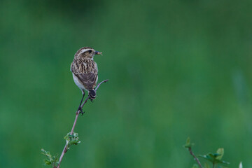 Braunkehlchen Weibchen	