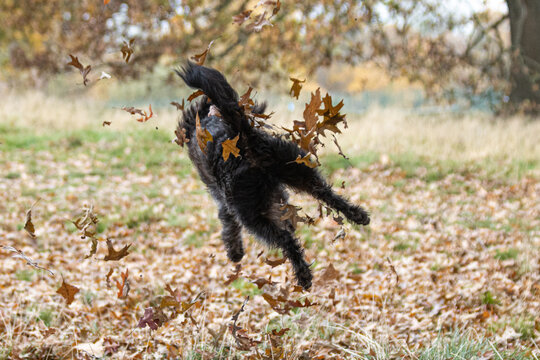 Bordoodle Dog Puppy Playing In The Autumn Leaves