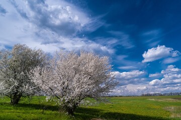 sour cherry tree in blossom shine in the sun, small white flowers and buds on twig, deep blue sky, spring season heavy cloud, yellow dandelion in grass, peace and freedom, victory of life over death