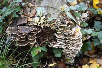 Fungus growing on rotten wood in the woods