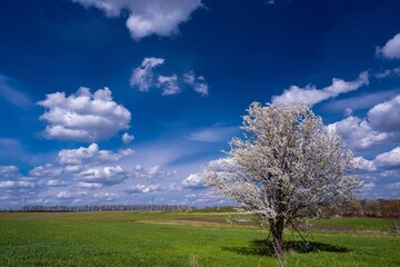 Fototapeta na wymiar old sour cherry tree in generous blossom shine in the sun, small white flowers and buds on thin twigs, heavy cloud on April spring morning, wheat field, feeling nature concept, peace in Europe