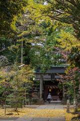 Fototapeta premium イチョウの葉が降り積もる氷川神社の境内
