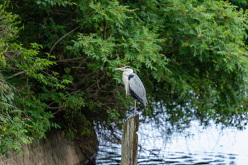 A grey heron , resting on a pile