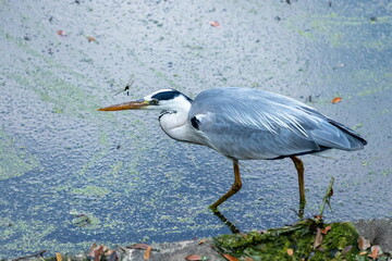 A grey heron , walking along the water