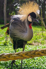 Big grey African Crowned Crane Bird