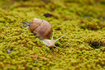 Weinbergschnecke auf dem Waldboden