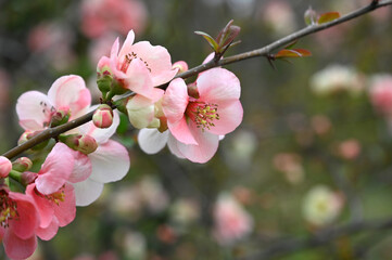 Fototapeta na wymiar 早春に咲くピンク色の金光殿（ボケ）