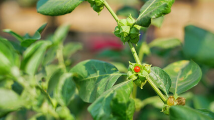 Withania somnifera plant known as Ashwagandha. Fruit Berry with ashwagandha leaves, Indian ginseng herbs, poisonous gooseberry, or winter cherry. Benefits for weight, stress and healthcare