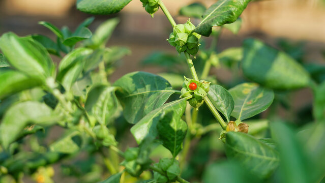 Withania somnifera plant known as Ashwagandha. Fruit Berry with ashwagandha leaves, Indian ginseng herbs, poisonous gooseberry, or winter cherry. Benefits for weight, stress and healthcare