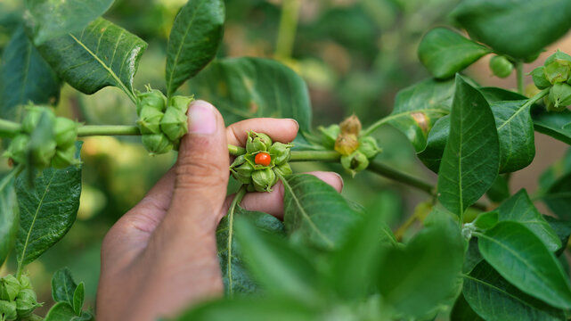 Withania somnifera plant known as Ashwagandha. Fruit Berry with ashwagandha leaves, Indian ginseng herbs, poisonous gooseberry, or winter cherry. Benefits for weight, stress and healthcare
