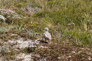 Baby Yellow-legged Gull. Larus michahellis. Natural Park of the Cies Islands. Galicia, Spain
