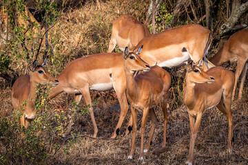 herd of impala in the wild
