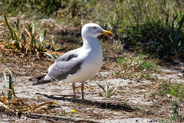 Yellow-legged Gull. Larus michahellis. Natural Park of the Cies Islands. Galicia, Spain