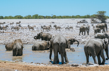 Obraz premium elephants at waterhole at Etosha National Park