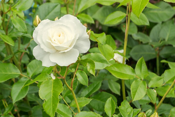A blooming bud of a snow-white rose (floribunda) in a summer country garden yard.