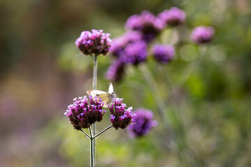 large white butterfly resting on purple vervain with a blurred background	
