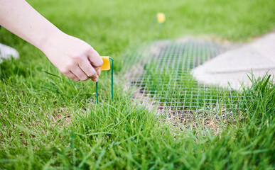 Woman protects newly planted grass with wire mesh and staples to prevent birds from eating the...