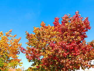 Naklejka premium Die Farben der Blätter im Herbst