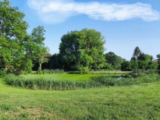 Village pond covered with the Lemna minor plant, which covers the entire surface. Lemna minor common duckweed or lesser duckweed