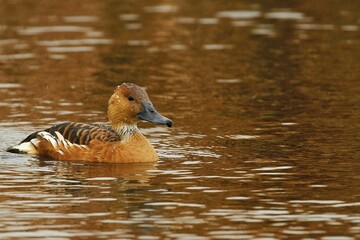 Closeup of a Fulvous whistling duck on a pond under the sunlight with a blurry background