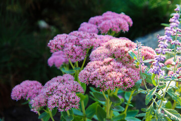 Botanical Garden Flowers, Boothbay, Maine