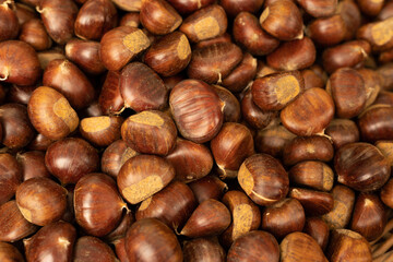 Harvested raw chestnuts at Cuneo market in Piemonte Italy, close up macro