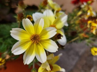 Bidens aurea, common Beggarticks flower garden flower with white and yellow petals