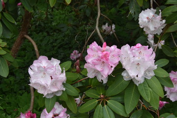 Wei&szlig;er Rhododendron
