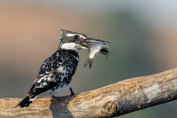 Closeup of a pied kingfisher with a fish in its beak. Ceryle rudis.