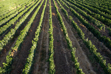 Fototapeta na wymiar Aerial view of the rows of a vineyard Tuscany Italy
