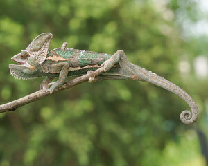 chameleon on a branch