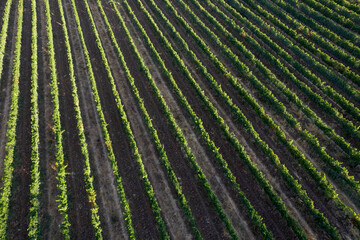 Fototapeta premium Aerial view of the rows of a vineyard Tuscany Italy