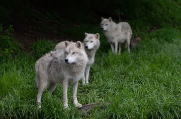 Arctic wolves standing in the forest in late spring in Canada