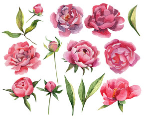 Set of watercolor peony flowers and leaves. PNG file with separated watercolor peony flowers and green leaves - obrazy, fototapety, plakaty