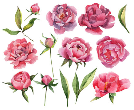 Set of watercolor peony flowers and leaves. PNG file with separated watercolor peony flowers and green leaves