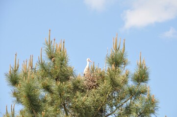 Avairo stork nest in Portugal