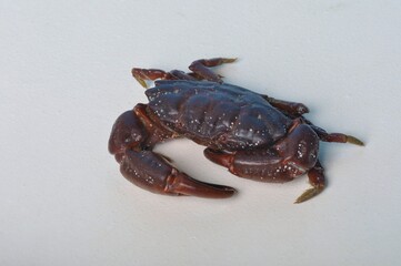 crab on a white background