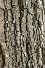 Fondo con detalle y textura de superficie de corteza de arbol con grietas y tonos marrones