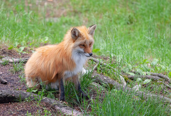Naklejka na ściany i meble Red fox with a bushy tail sitting in the forest in Algonquin Park , Canada in autumn