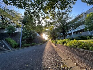 枯葉が落ちている秋の遊歩道と夕日