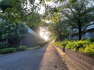枯葉が落ちている秋の遊歩道と夕日