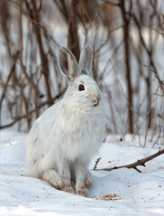 White Snowshoe hare sitting in the snow in winter in Canada - 547960891