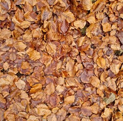 Fondo natural con detalle y textura de multitud de hojas en tonos marrones y estilo de otoño