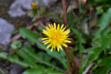 Dandelion flower (Taraxacum officinale), Teresopolis, Brazil