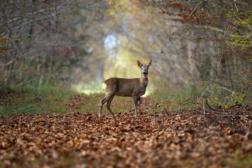 Roe Deer in a forest covered in dried leaves in autumn in Switzerland