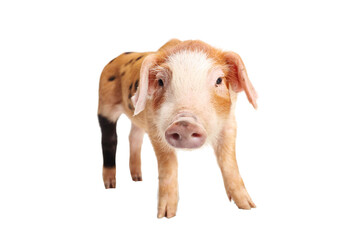 Funny piglet with black dots © Ljupco Smokovski