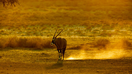 South African Oryx walking in sand at sunset in Kgalagadi transfrontier park, South Africa; specie Oryx gazella family of Bovidae