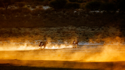 Two South African Oryx in running pursuit in sand at sunset in Kgalagadi transfrontier park, South Africa; specie Oryx gazella family of Bovidae
